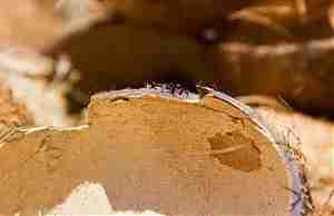 Кокосовая электростанция